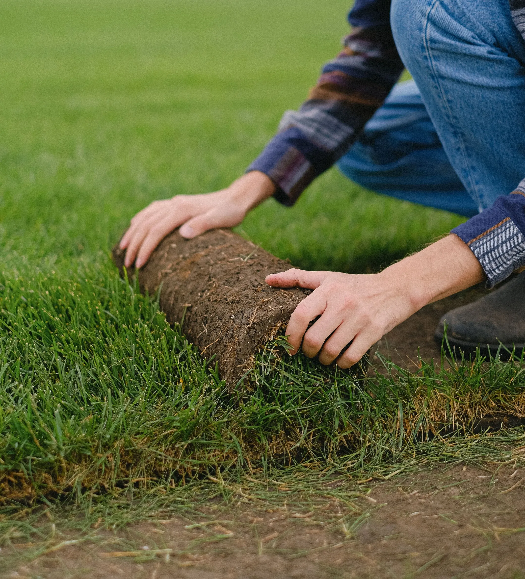 Freshly laid turf lawn